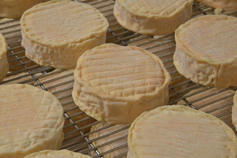 Epoisses en affinage Epoisses en affinage